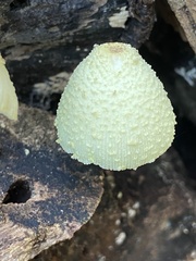 Leucocoprinus flavescens