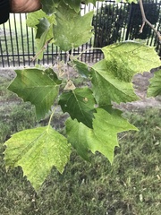 Platanus occidentalis