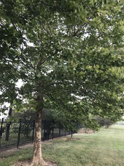 Platanus occidentalis