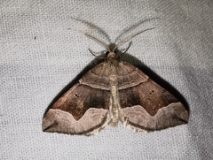Scotopteryx moeniata