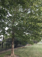Platanus occidentalis
