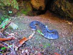 Crotalus molossus