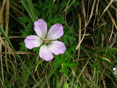 Geranium hayatanum