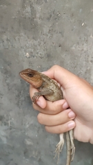 Calotes versicolor