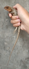 Calotes versicolor