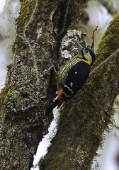 Darjeeling Woodpecker photo 2