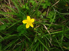 Hypericum nagasawae