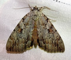 Catocala subnata