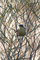 Ptilotula keartlandi