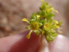 Ivesia campestris