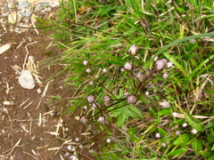 Swertia macrosperma