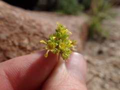Ivesia campestris