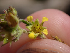 Ivesia campestris