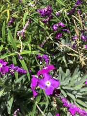 Salvia