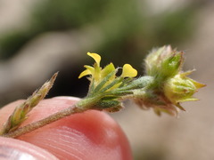 Ivesia campestris