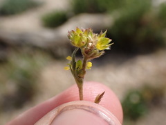 Ivesia campestris
