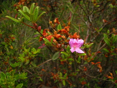 Rhododendron rubropilosum taiwanalpinum