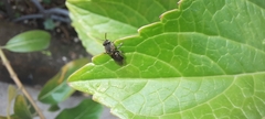 Nannotrigona perilampoides