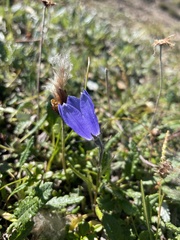 Campanula lasiocarpa
