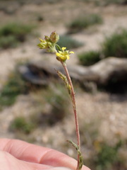 Ivesia campestris