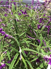 Salvia