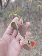 Croton lachnostachyus