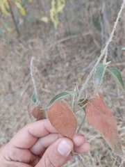 Croton lachnostachyus