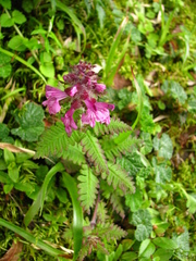 Pedicularis refracta transmorrisonensis