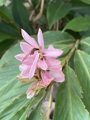 Trigona fulviventris