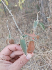 Croton lachnostachyus