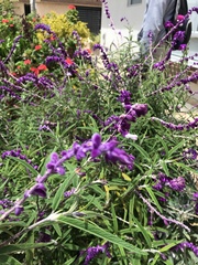 Salvia