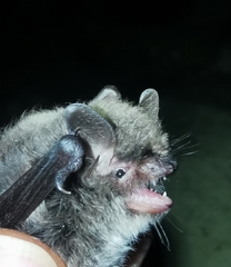 Myotis alcathoe