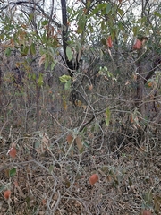 Croton lachnostachyus