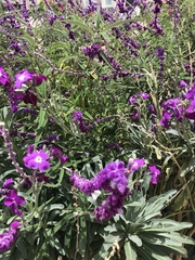 Salvia