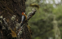 Rufous-Bellied Woodpecker photo 2