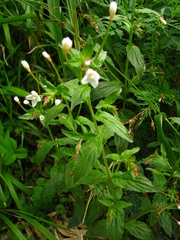 Epilobium amurense