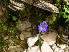 Gentiana arisanensis