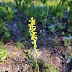 Platanthera unalascensis