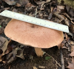 Tylopilus indecisus