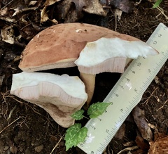 Tylopilus indecisus