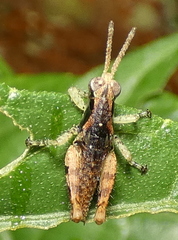 Eujivarus meridionalis