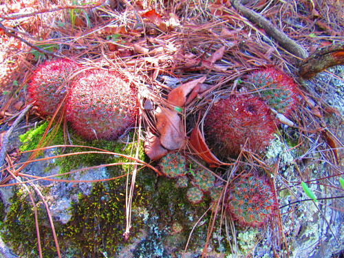 Mammillaria rhodantha