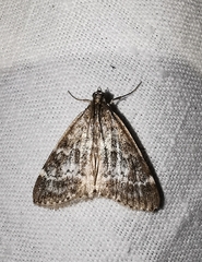 Evergestis sophialis