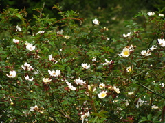 Rosa transmorrisonensis