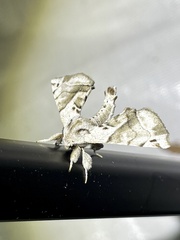 Apatelodes pudefacta