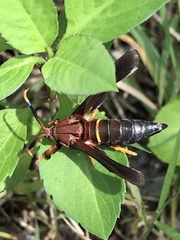 Vitacea scepsiformis