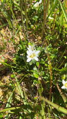 Gentiana douglasiana
