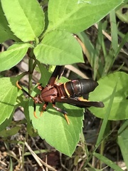 Vitacea scepsiformis