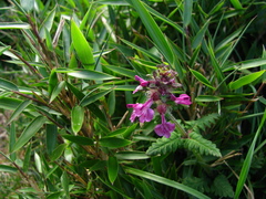 Pedicularis refracta transmorrisonensis