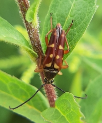 Typocerus acuticauda acuticauda